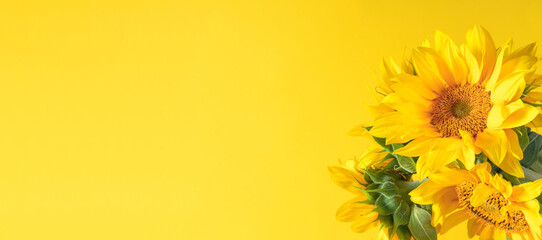 Beautiful sunflowers on yellow background. Sunflower background. Flat lay, top view, copy space, banner