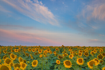 Sunflower field, pole słoneczników - obrazy, fototapety, plakaty
