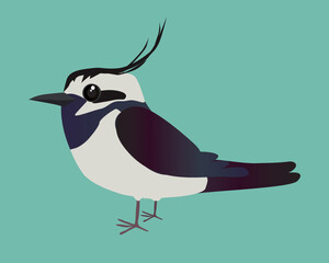 
A vector illustration of a  very cute Northern lapwing. You see the bird from the side and the background is green.
