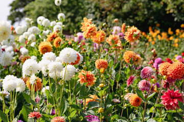 Big variety of different sorts of dahlia's in the dutch colourful summer garden