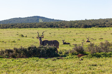 A large male Kudu, Addo elephant park, South Africa.