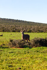 A large male Kudu, Addo elephant park, South Africa.
