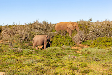 A mother elephant keeps a watch over her young. Addo elephant park, South Africa.