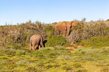 A mother elephant keeps watch over her young calf. Addo elephant park, South Africa.