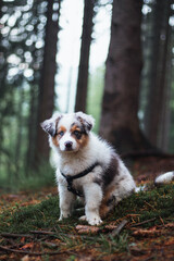 Naklejka na ściany i meble Adorable Blue merle puppy, Australian Shepherd discovering new smells in a beautiful forest. Colorful shaggy dog puppy in the morning forest