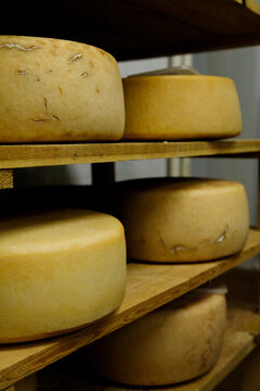Hard cheese heads ripening on shelf in production in the chamber