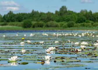 aquatic vegetation at the river bank on a sunny summer day, the lotus background photo is very beautiful in a water pot, Salaca river, Burtnieki lake, Latvija