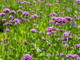 purple flowers on a green background under bright morning light