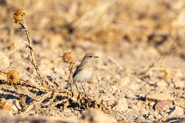 Black eared Wheatear Oenanthe Hispanica perching on ground