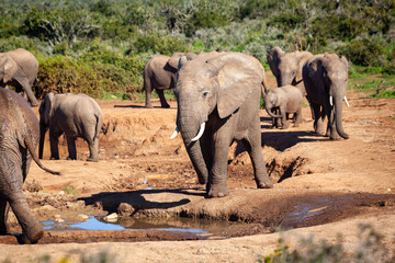 Elephants surround a watering hole in Addo elephant park, South Africa.