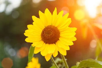 Sunflower in the summer field. Yellow blooming bud on a green background. Summer, sun, agriculture concept.