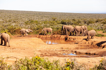 Fototapeta premium A herd of elephants refreshing themselves at a watering hole in Addo elephant park, South Africa.