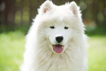 Obraz premium White Samoyed puppy sits on the green grass. Dog in nature, a walk in the park