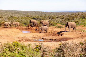 Fototapeta na wymiar A herd of elephants refreshing themselves at a watering hole in Addo elephant park, South Africa.