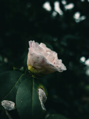 Camellia flower