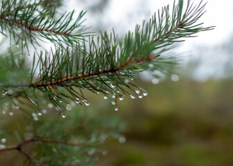 wet pine needles, rain drops fallen into needles, blurred background, rainy weather