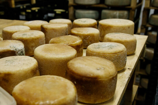 Hard cheese heads ripening on shelf in production in the chamber