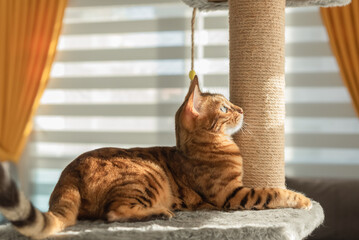 Bengal cat with a playful mood is located on the scratching post.