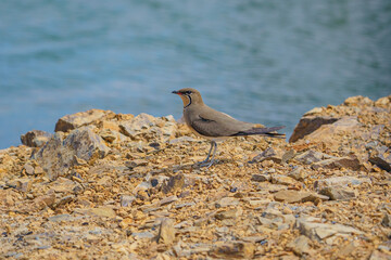 Collared Pratincole (Glareola pratincola) perched on rock