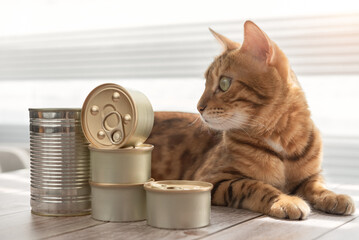 The cat lies and looks at the canned food.