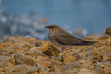 Collared Pratincole (Glareola pratincola) perched on rock