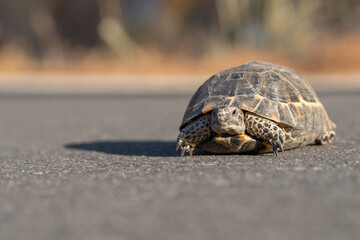 A land turtle moving along an asphalt road.