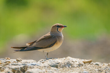 Collared Pratincole (Glareola pratincola) perched on rock