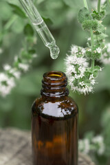 A bottle of mint oil on a tree stump. Essential oil, collagen serum for beauty. Cosmetics with natural ingredients.