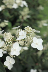 ノリウツギの花のクローズアップ