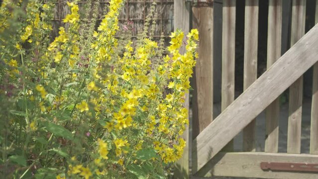A bush of yellow loosestrife or Lysimachia punctata next to wooden fence in a garden waving in the wind in summer.