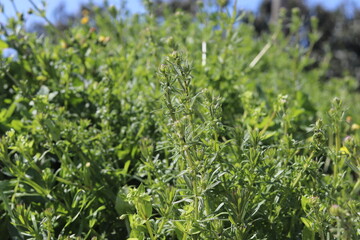 Beautiful green grass background
