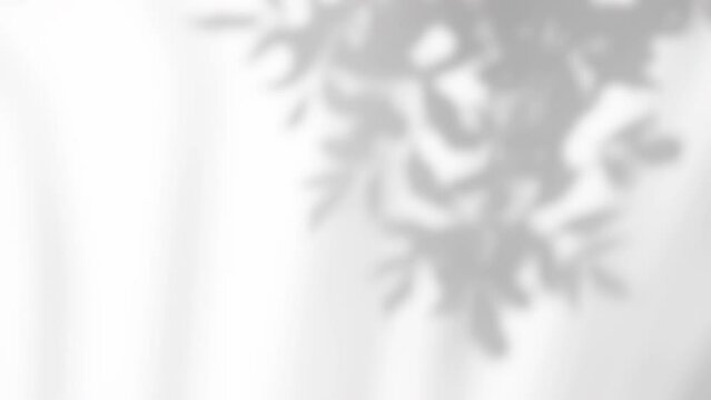 Summer concept the motion of leaves sunlight natural shadow overlay on white texture background, for overlay on product presentation, backdrop and mockup