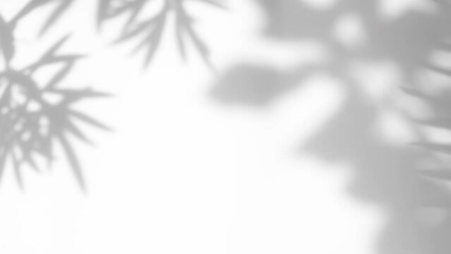 Summer concept the motion of leaves sunlight natural shadow overlay on white texture background, for overlay on product presentation, backdrop and mockup
