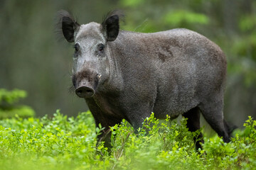 Big male wild boar in the forest at summer