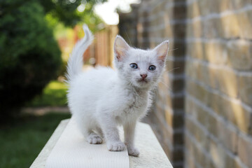 White cat in the garden - 519324529