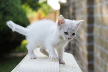 White cat in the garden - 519324530