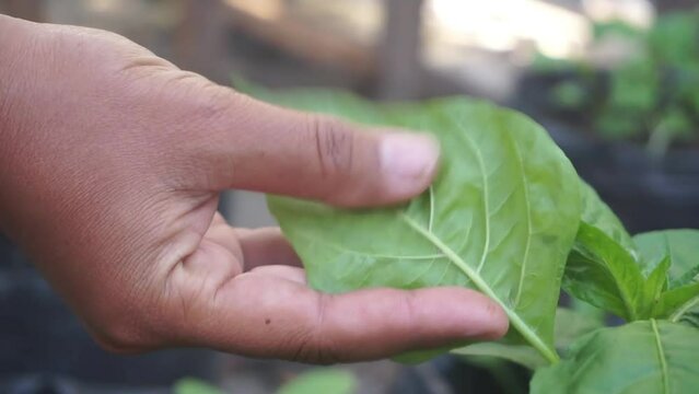 Feel the chili leaves, make sure they are free from pests. Plants free of diseases such as patek and similar pests