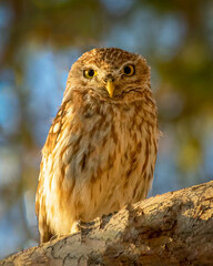 Little owl (Athene noctua) perching on a pine tree and looking down