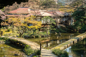 Fototapeta na wymiar Views with pond and blossoming Japanese trees in the Koishikawa Korakuen urban park in the Koishikawa neighborhood of Bunkyo, Tokyo, Japan