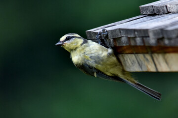 Eine junge Blaumeise (blasse Farben) klammert sich am Dach eines Vogelhauses fest  - Nahaufnahme
