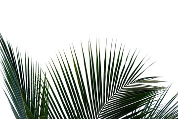 Obraz premium Tropical coconut leaves on white isolated background for green foliage backdrop 