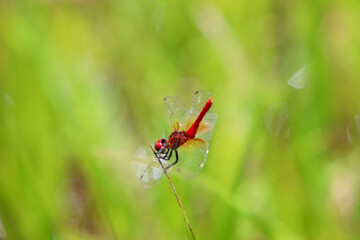 ハッチョウトンボ