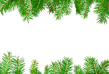 Background from living fir branches for Christmas banners and advertisements.