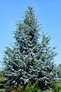 Eine prachtvolle Zeder vor blauem Himmel