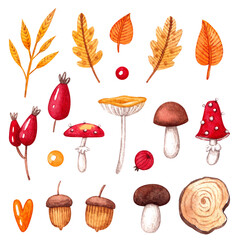 Set with mushrooms, leaves and berries on a white background. Watercolor illustration. Forest. Autumn. Composition. Rosehip. Tree. Natural. Nature. Yellow, red and brown colors. Berries. Acorns.