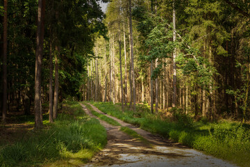 Trail in summer forest. Sunny day.