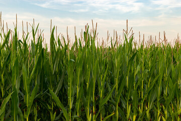 Corn field on a sunset.