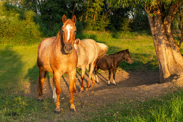 Fototapeta premium Horses walking in a field at sunset.