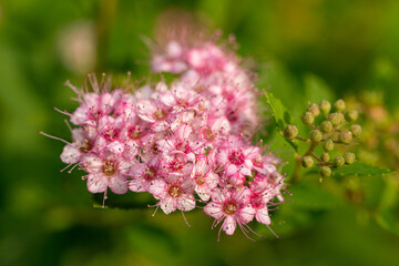 Blooming spirea lit by golden sunlight. Details of summer nature. Pink tiny flowers. Flowering bush.
