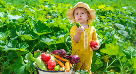 Child in the vegetable garden. selective focus.